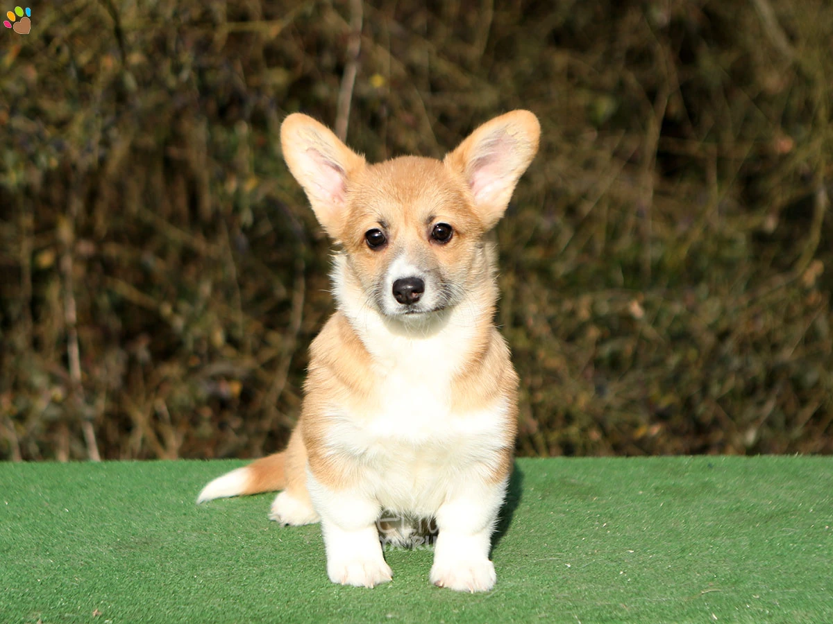 Pembroke Welsh Corgi Cherry