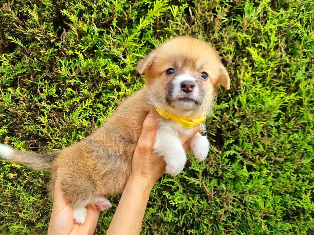 Pembroke Welsh Corgi Cherry