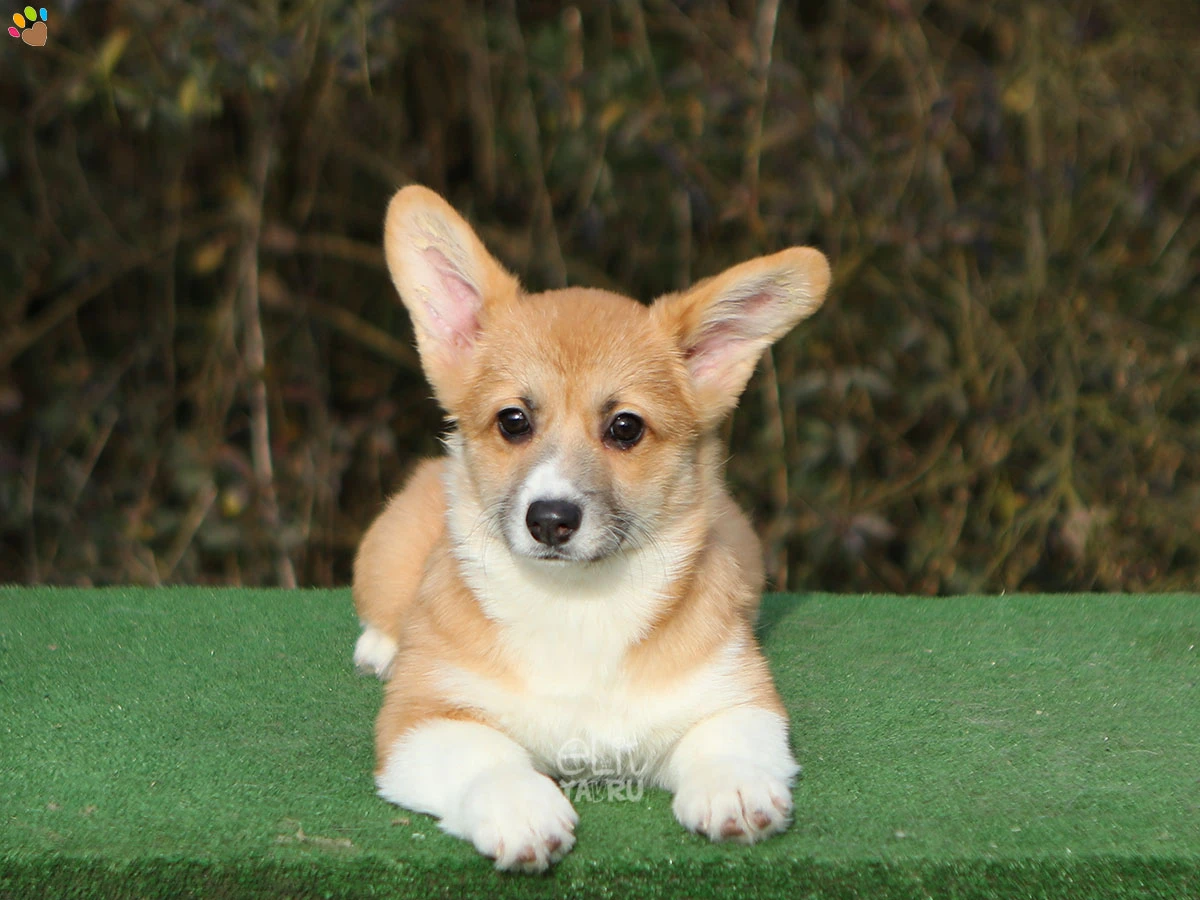 Pembroke Welsh Corgi Cherry 2