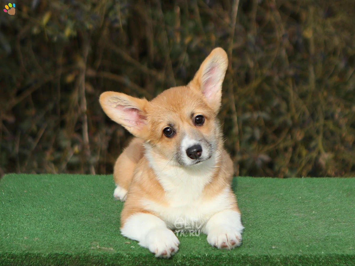 Pembroke Welsh Corgi Cherry 3