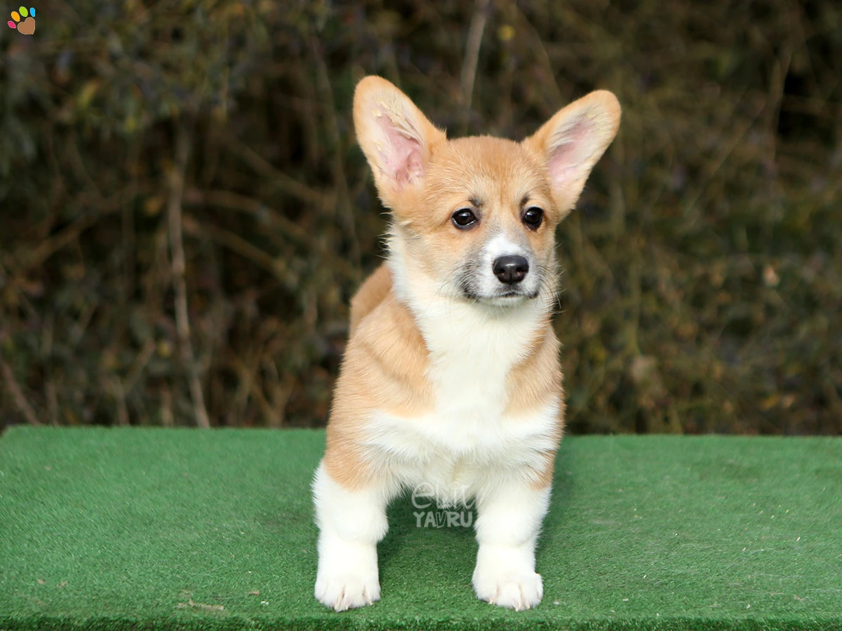 Pembroke Welsh Corgi Cherry 1