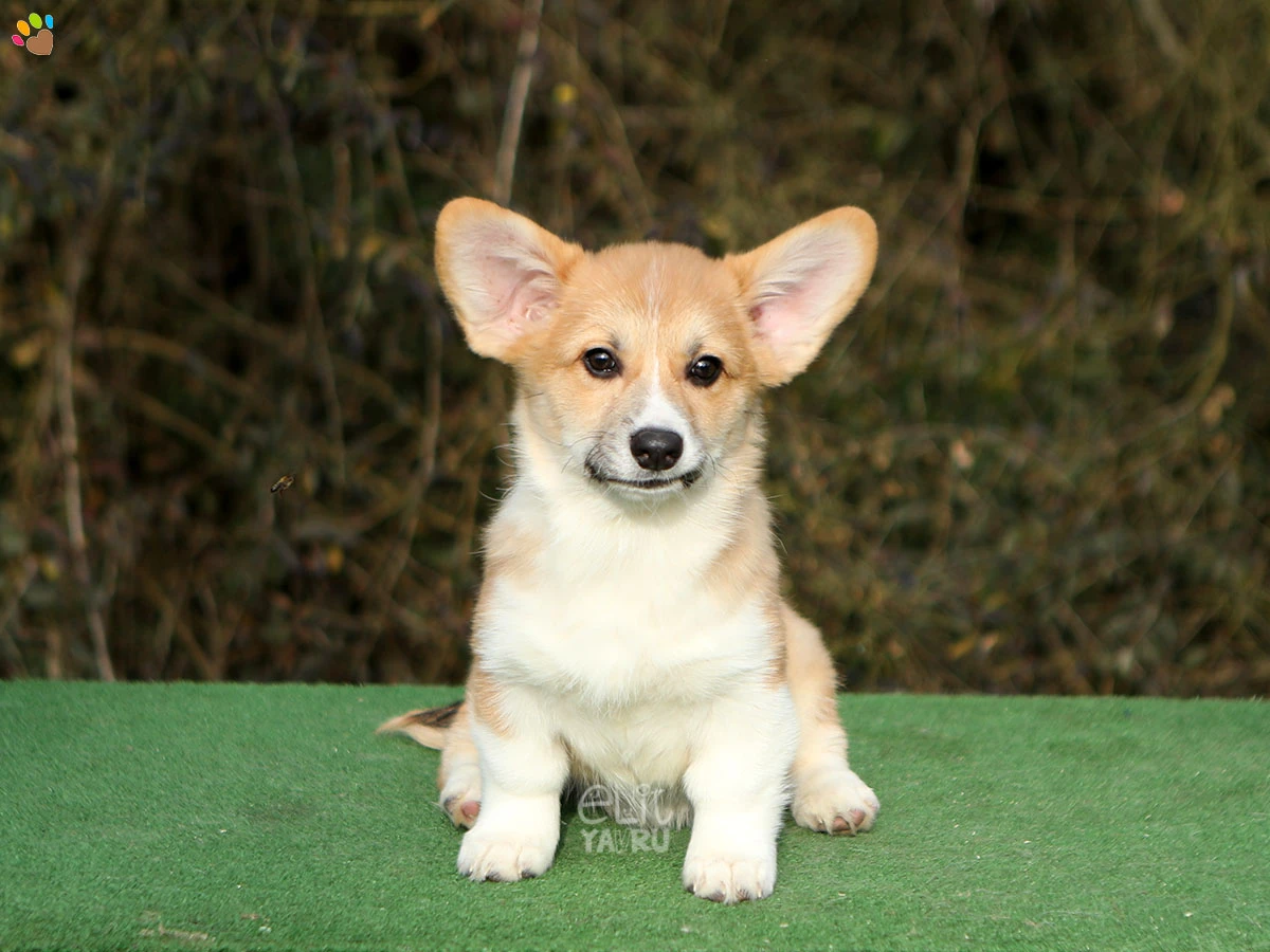 Pembroke Welsh Corgi Chico