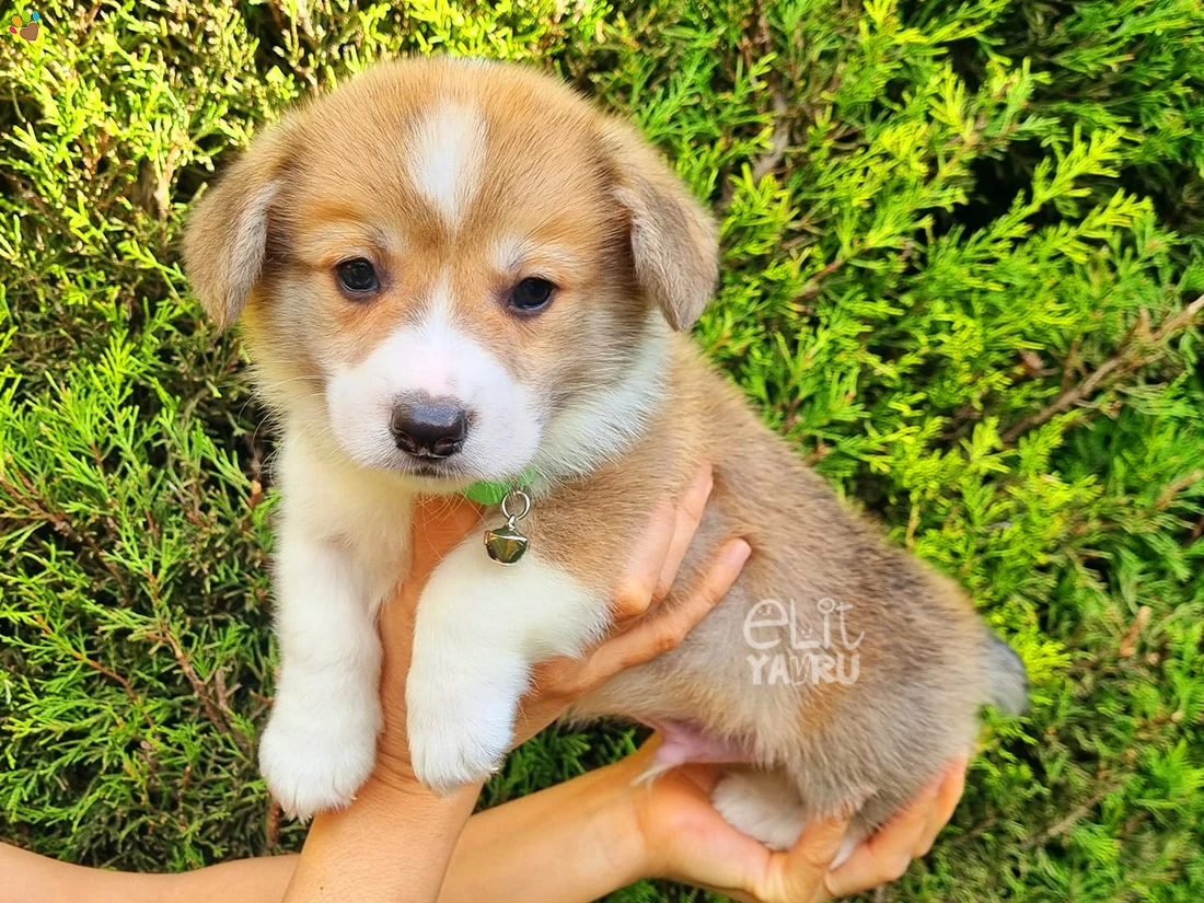 Pembroke Welsh Corgi Chico