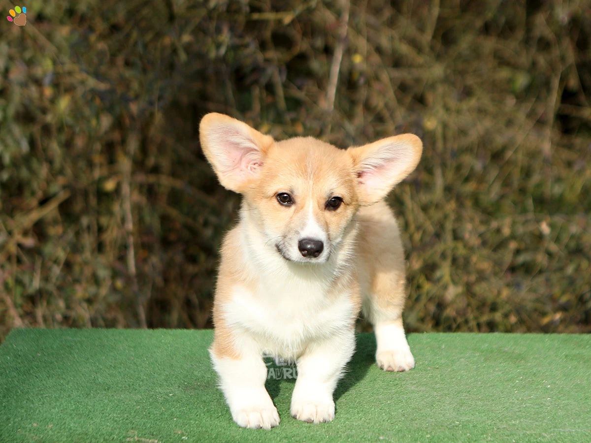 Pembroke Welsh Corgi Chico 2