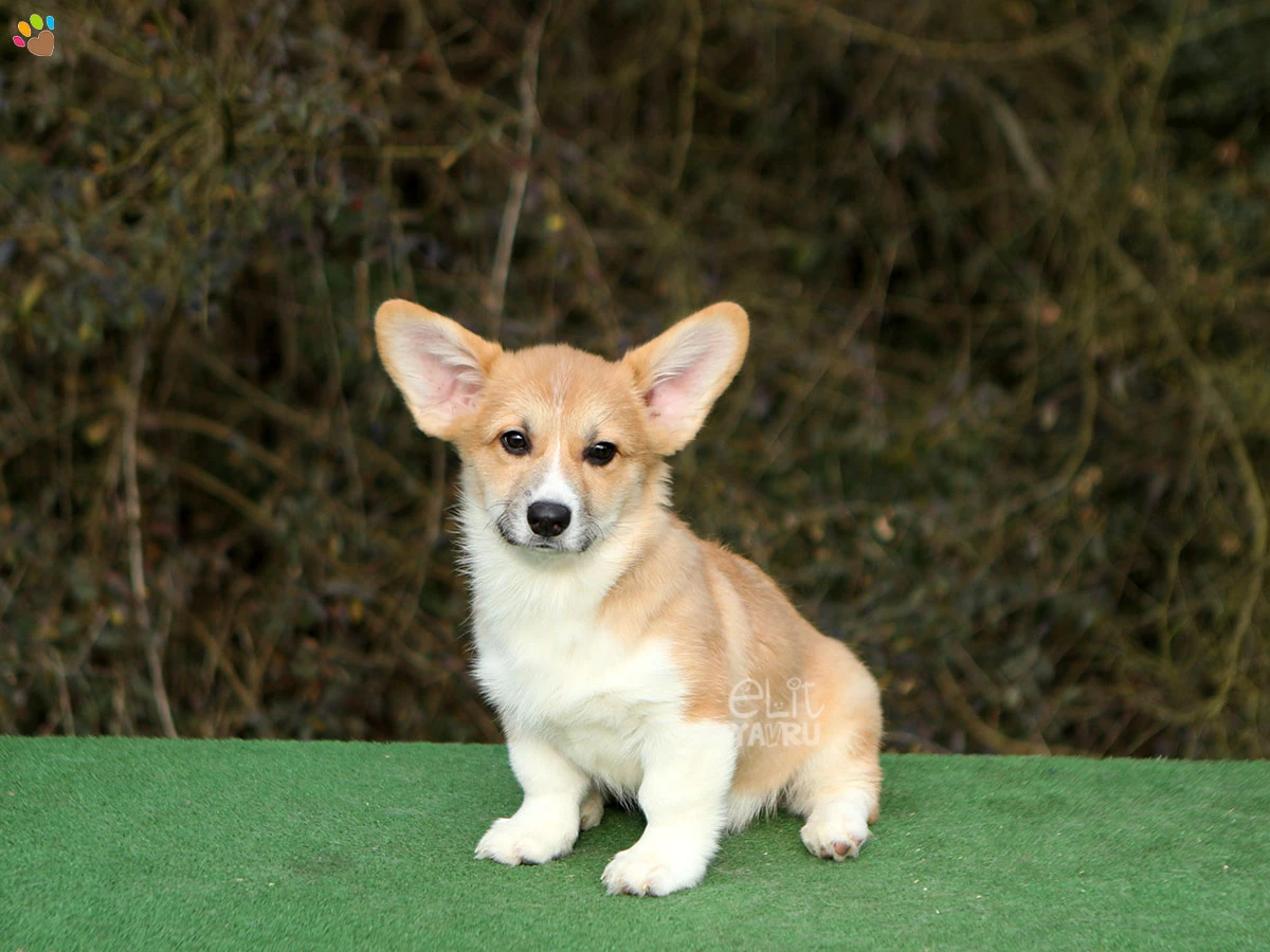 Pembroke Welsh Corgi Chico 1