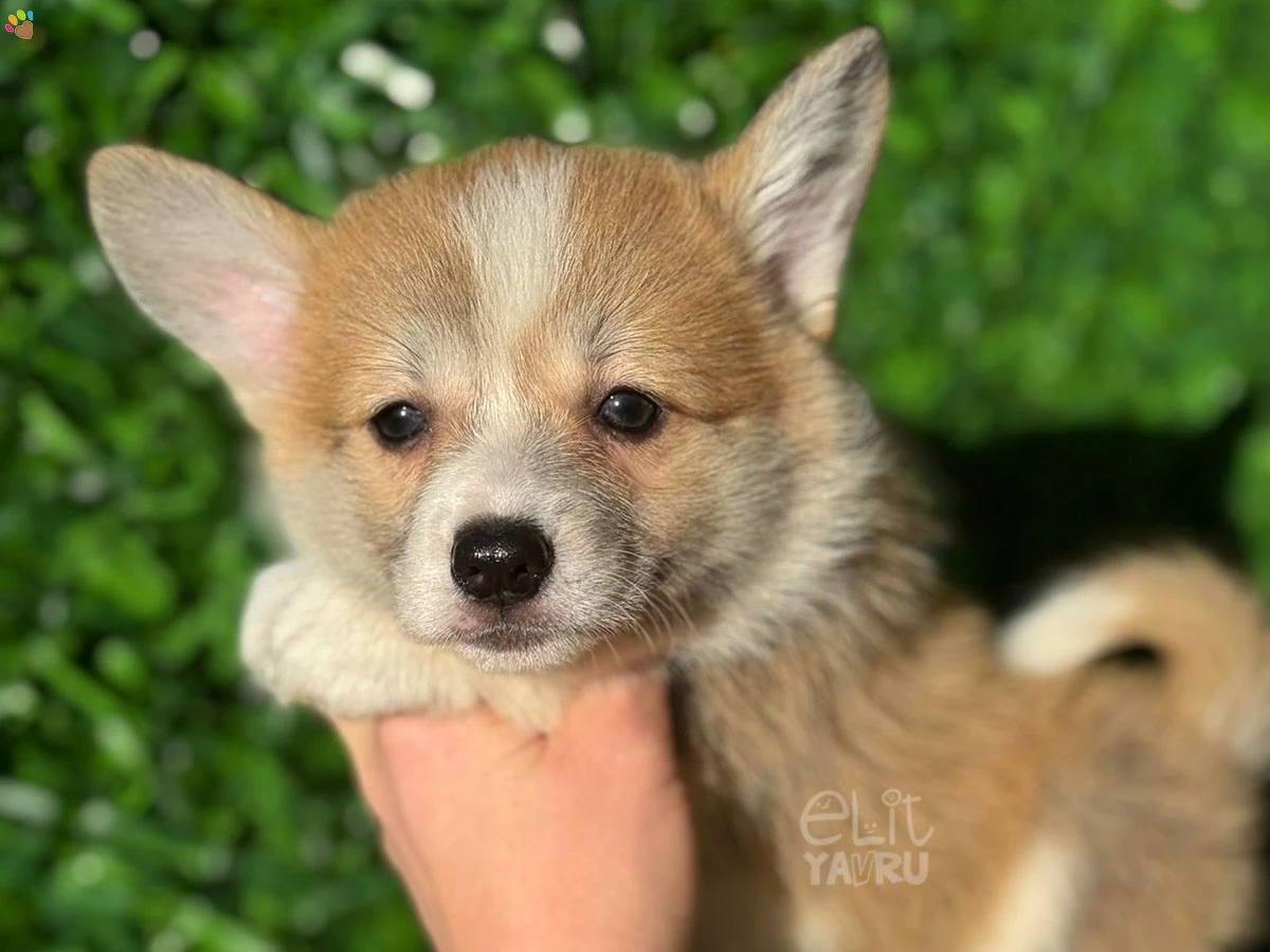 Pembroke Welsh Corgi Peggy