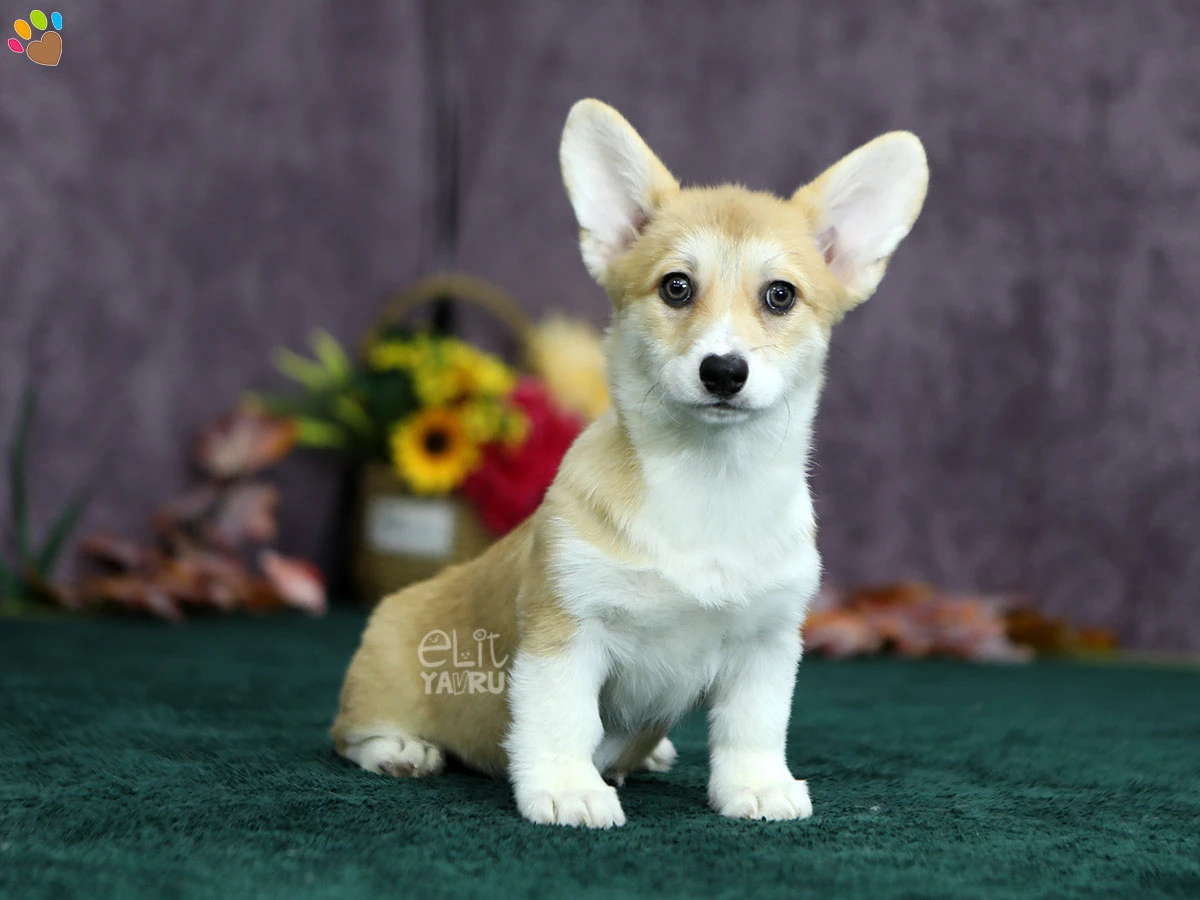 Pembroke Welsh Corgi Peggy