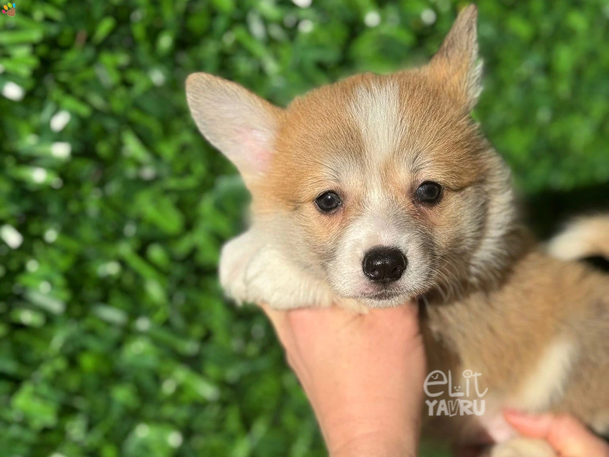 Pembroke Welsh Corgi Peggy 1