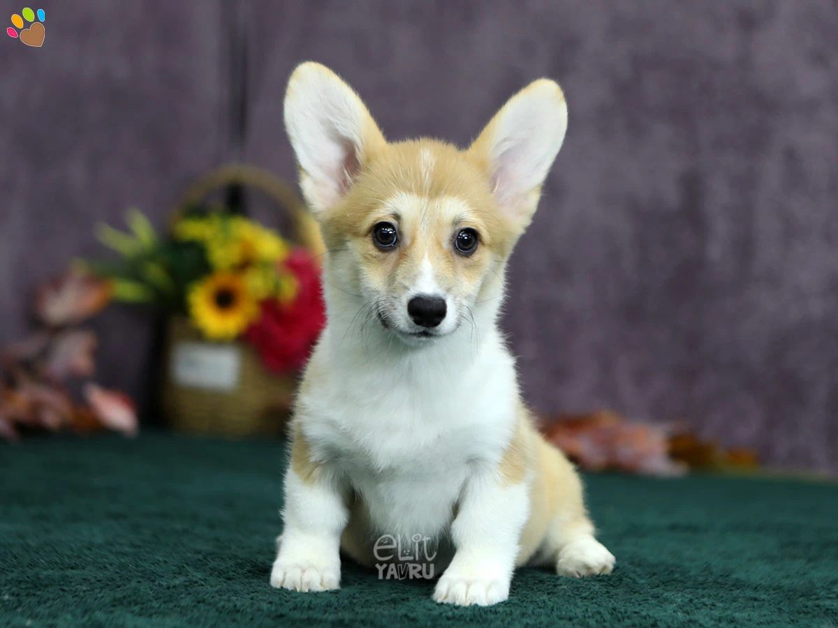 Pembroke Welsh Corgi Pickle