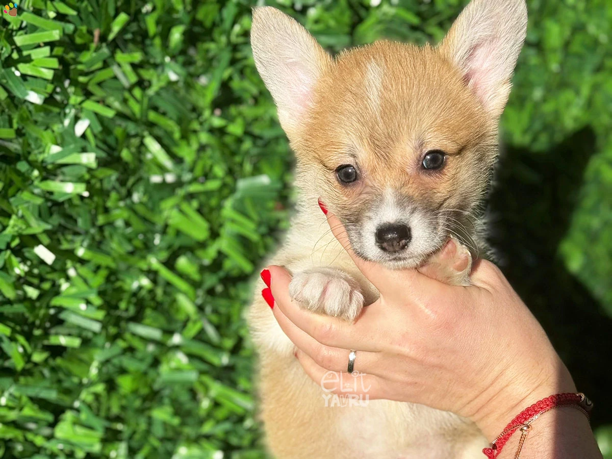 Pembroke Welsh Corgi Pickle