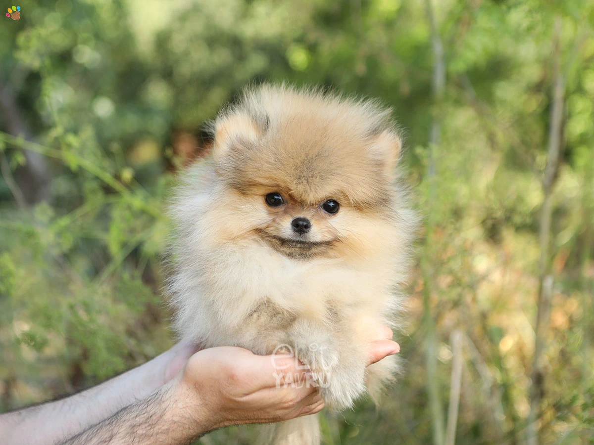 Pomeranian Diamond