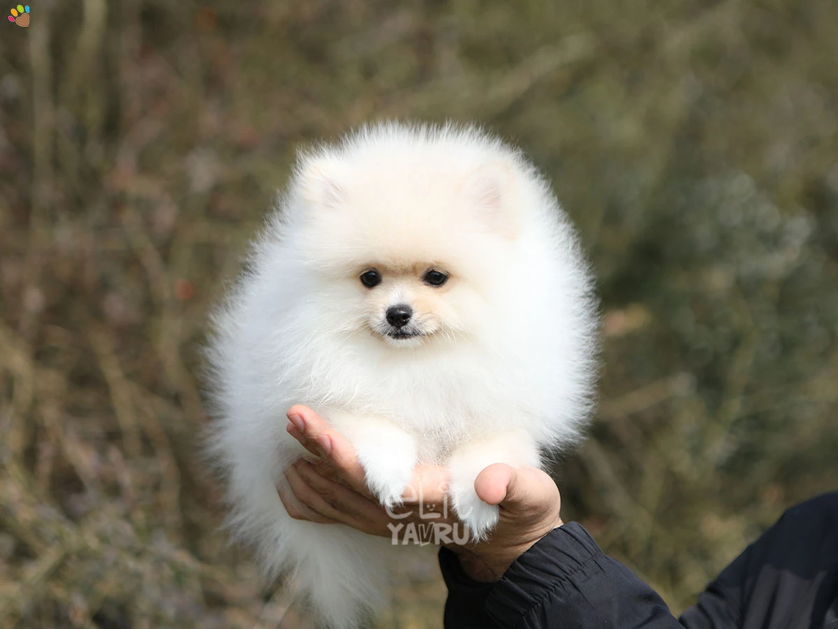 Pomeranian Dolce 2