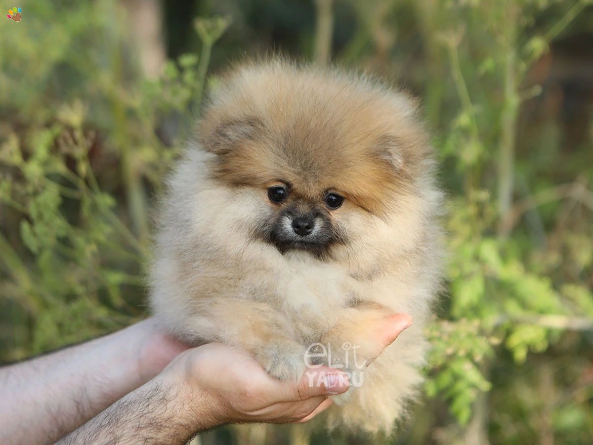 Pomeranian Dolce