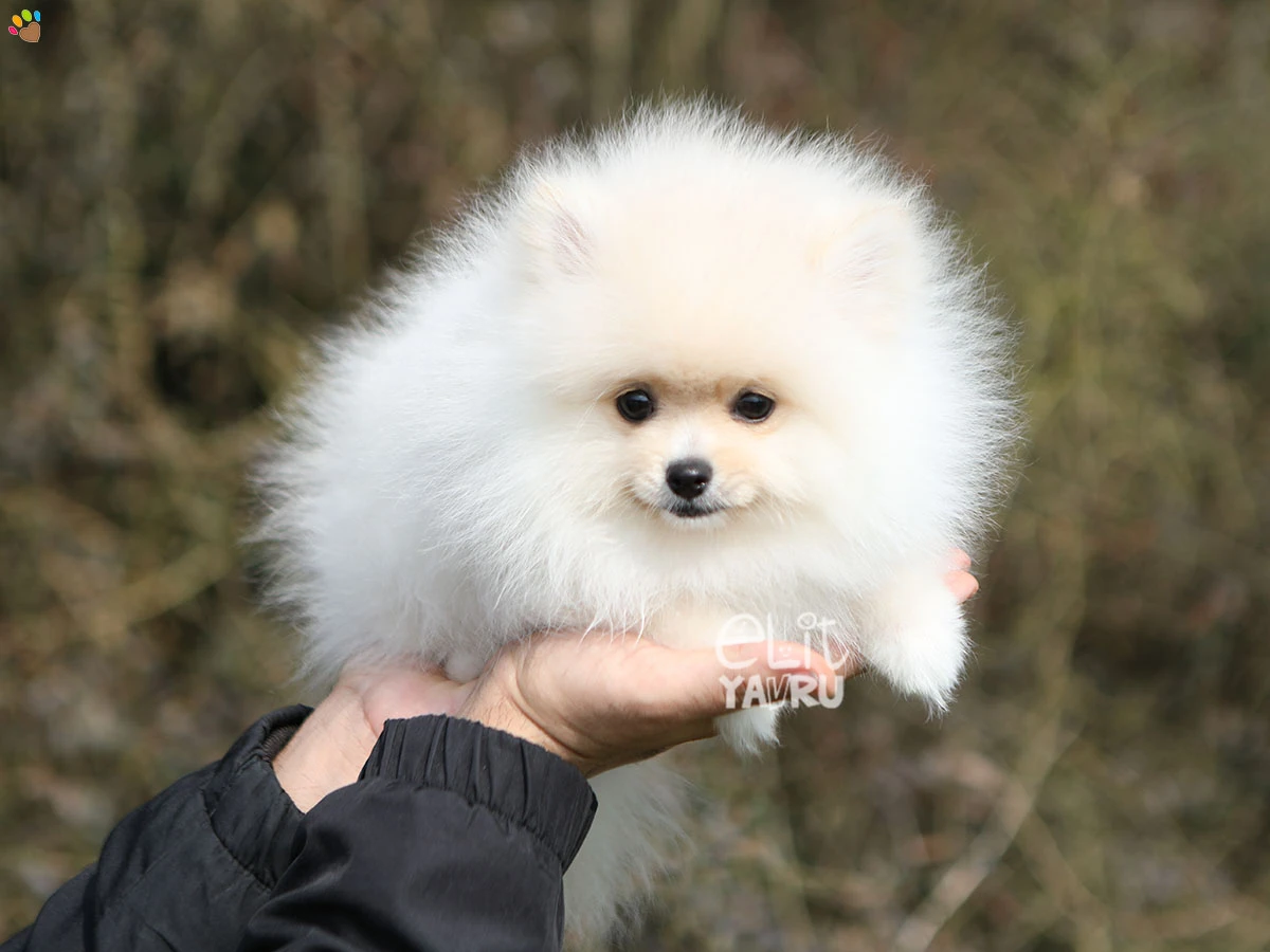 Pomeranian Dolce 3