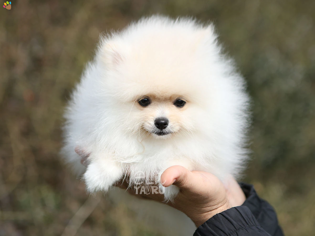 Pomeranian Dolce