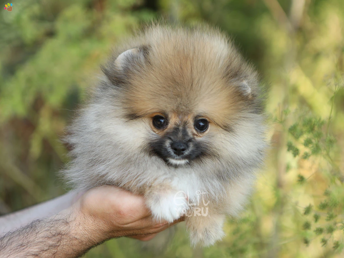 Pomeranian Elsa
