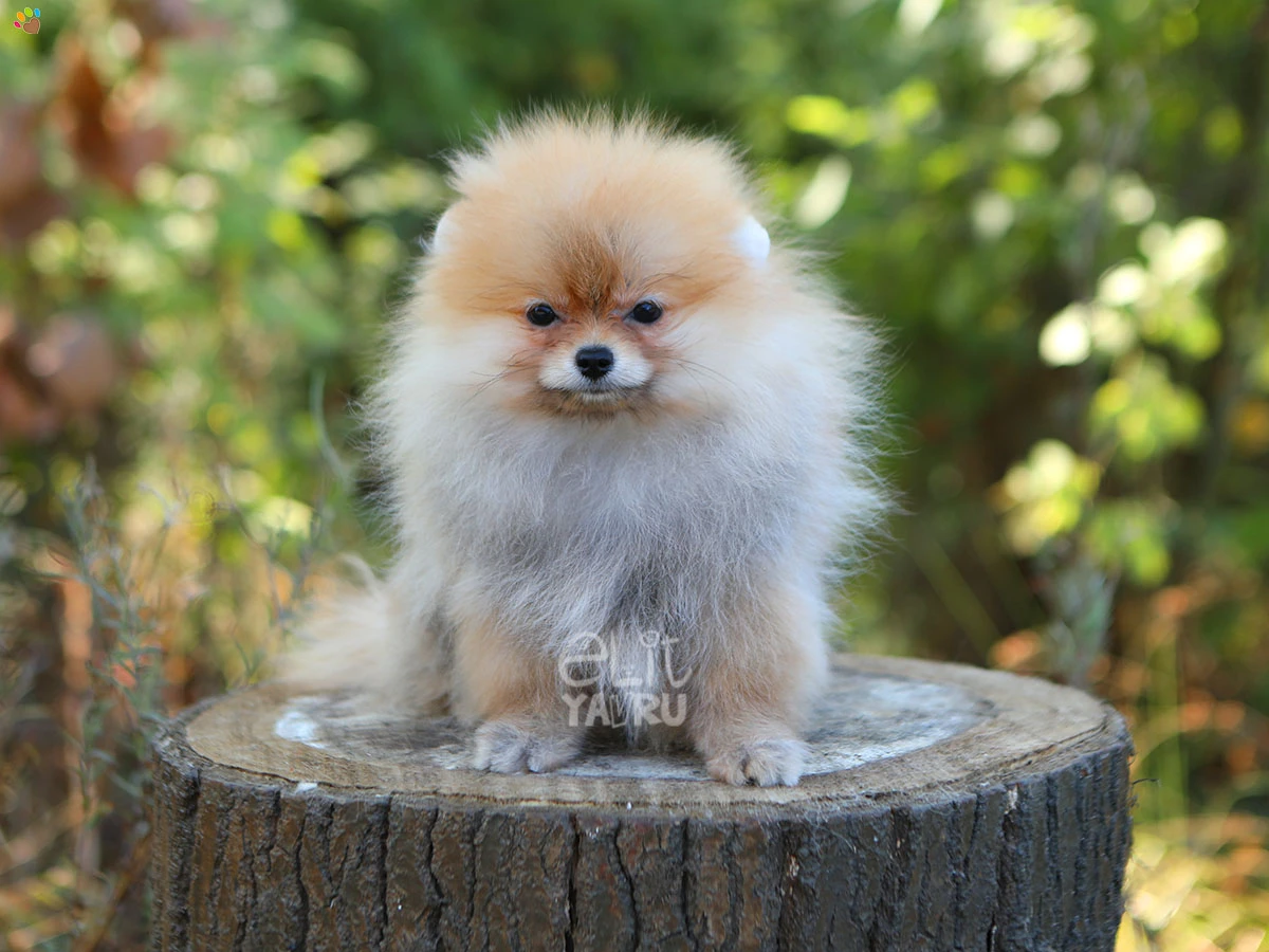 Pomeranian Jenny 2