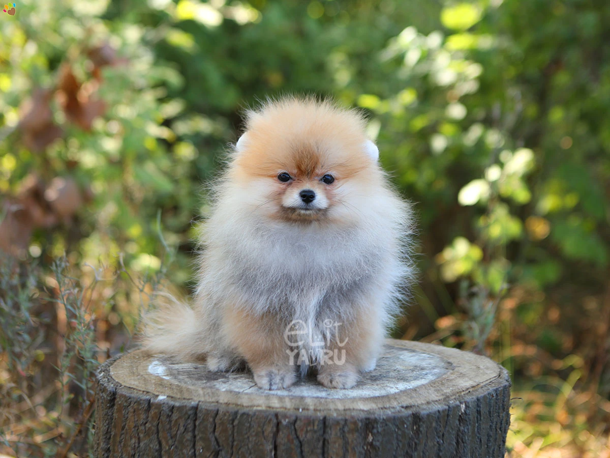 Pomeranian Jenny 1