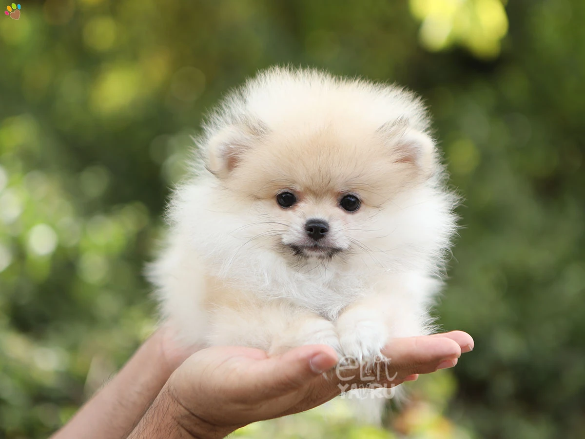 Pomeranian Naya