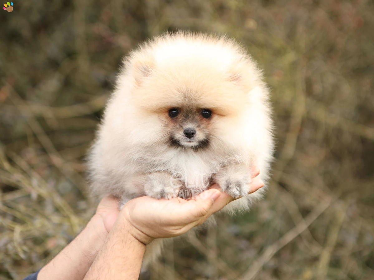 Pomeranian Olly