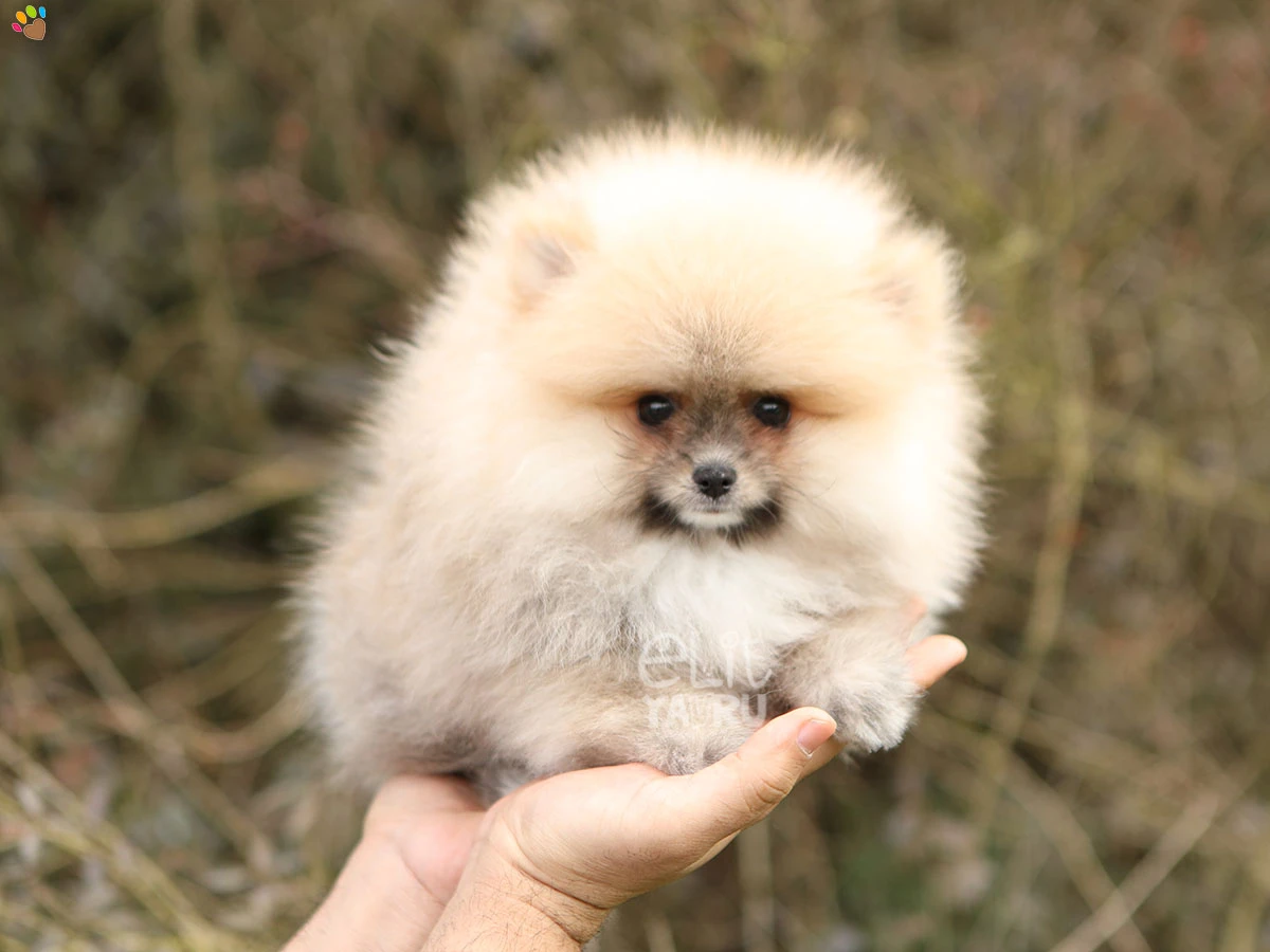 Pomeranian Olly 1