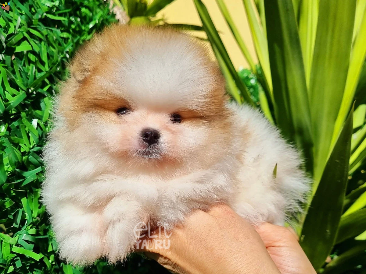 Pomeranian Otto