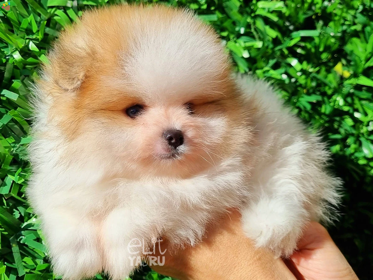 Pomeranian Otto 2