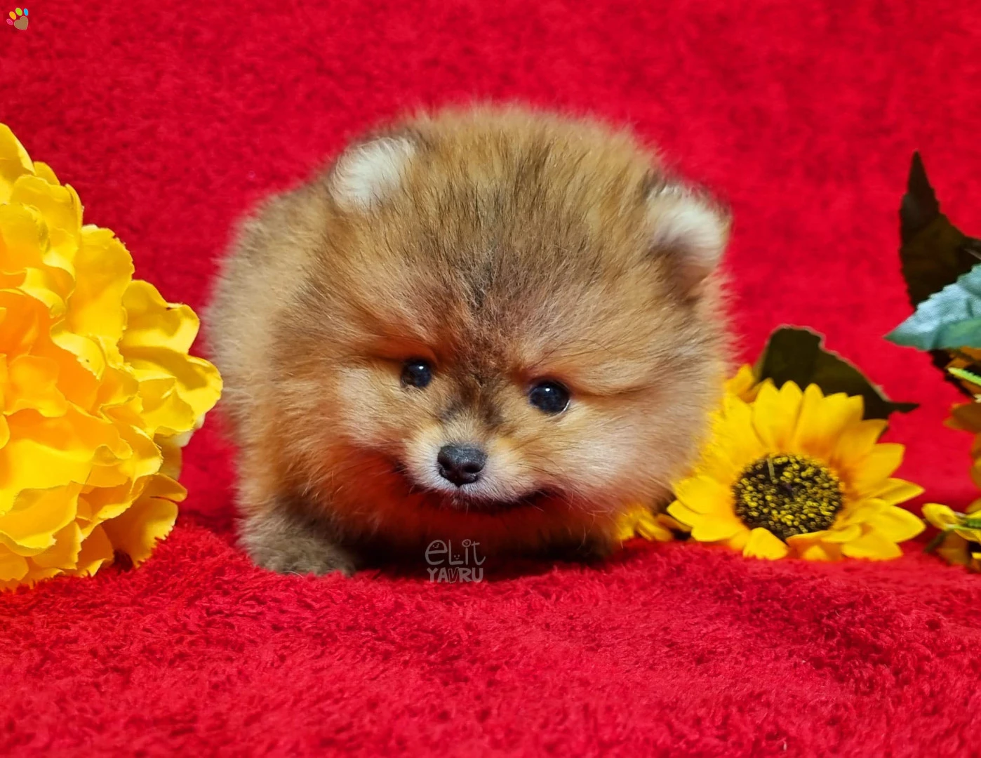 Pomeranian Paco 2