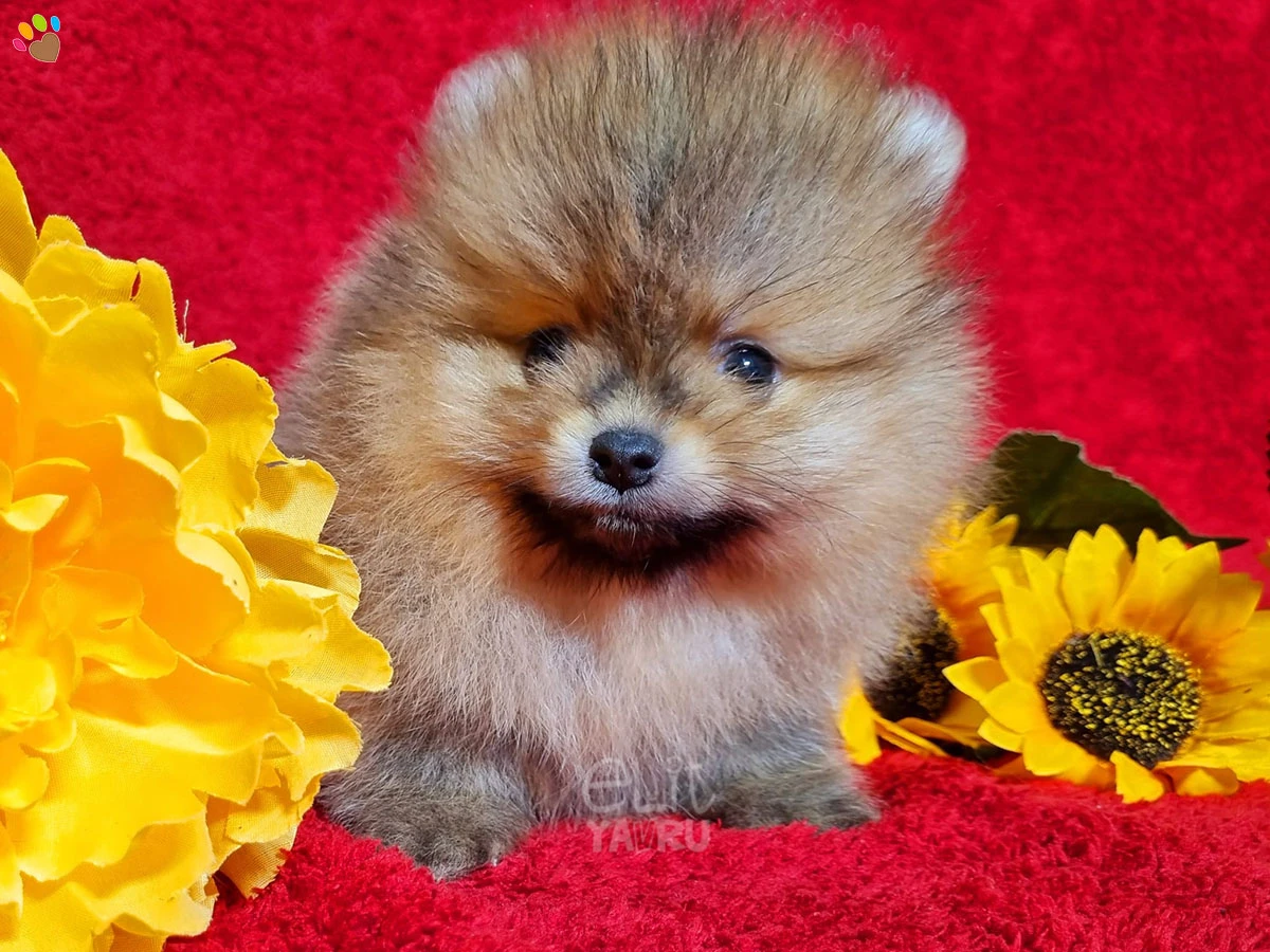 Pomeranian Paco