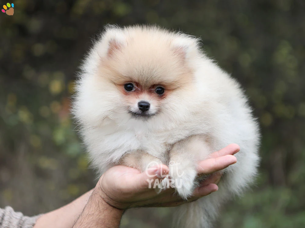 Pomeranian Peach 1