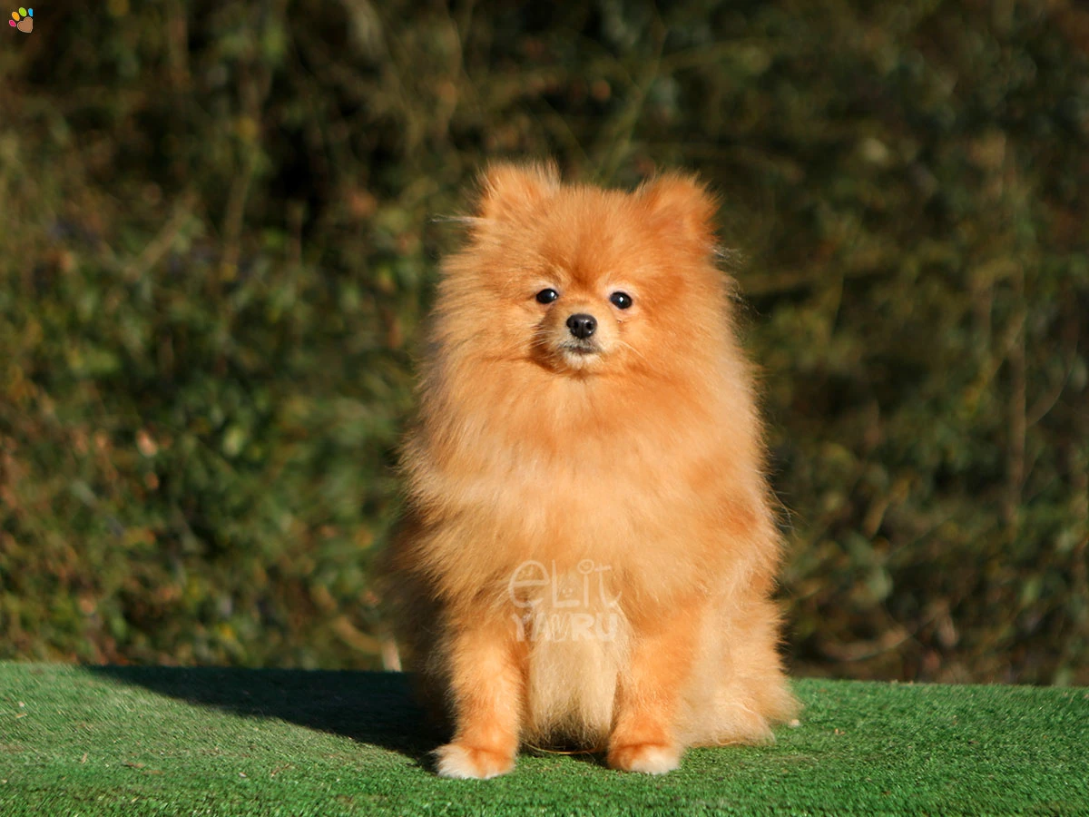 Pomeranian Peanut