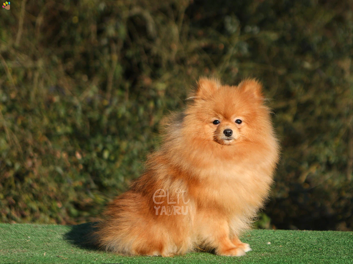 Pomeranian Peanut 1