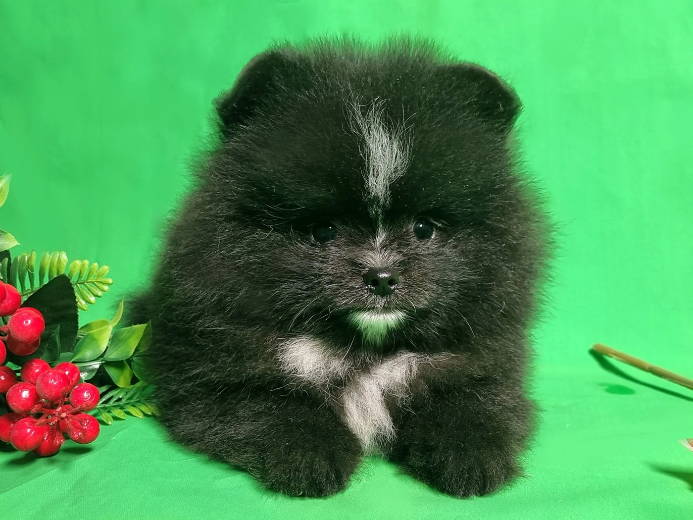 Pomeranian Pepe 3