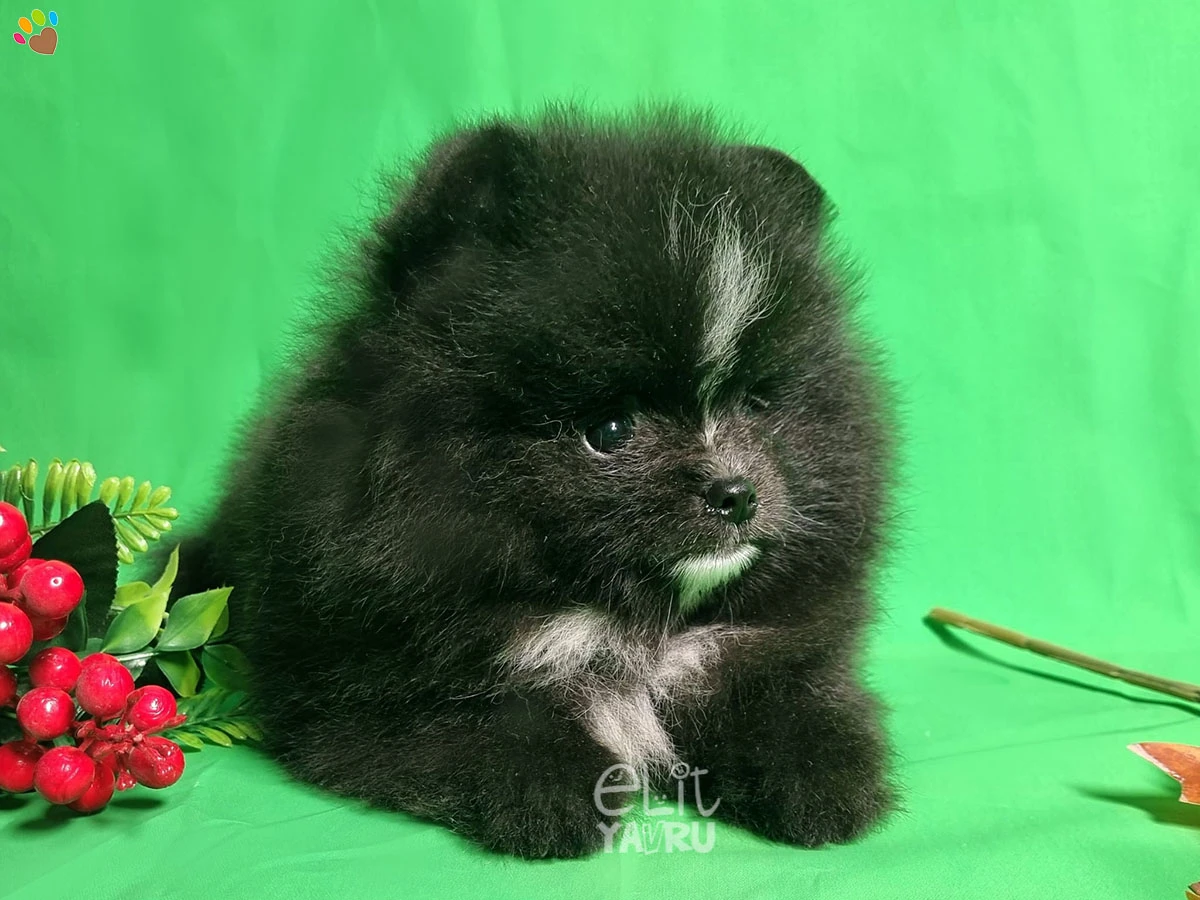 Pomeranian Pepe 2