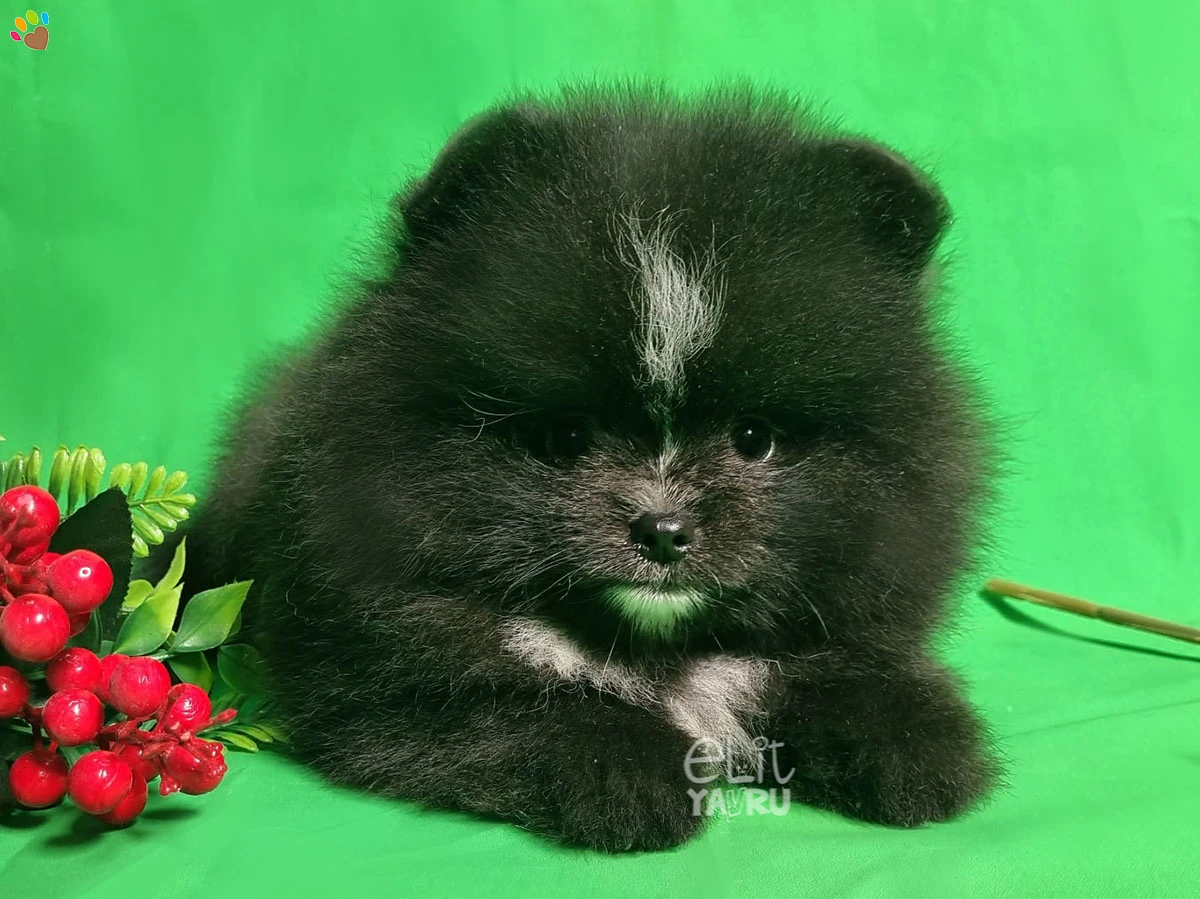 Pomeranian Pepe