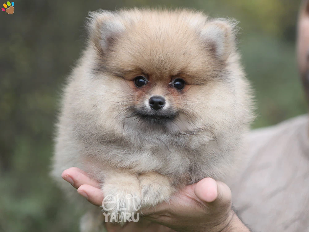 Pomeranian Pickle 2