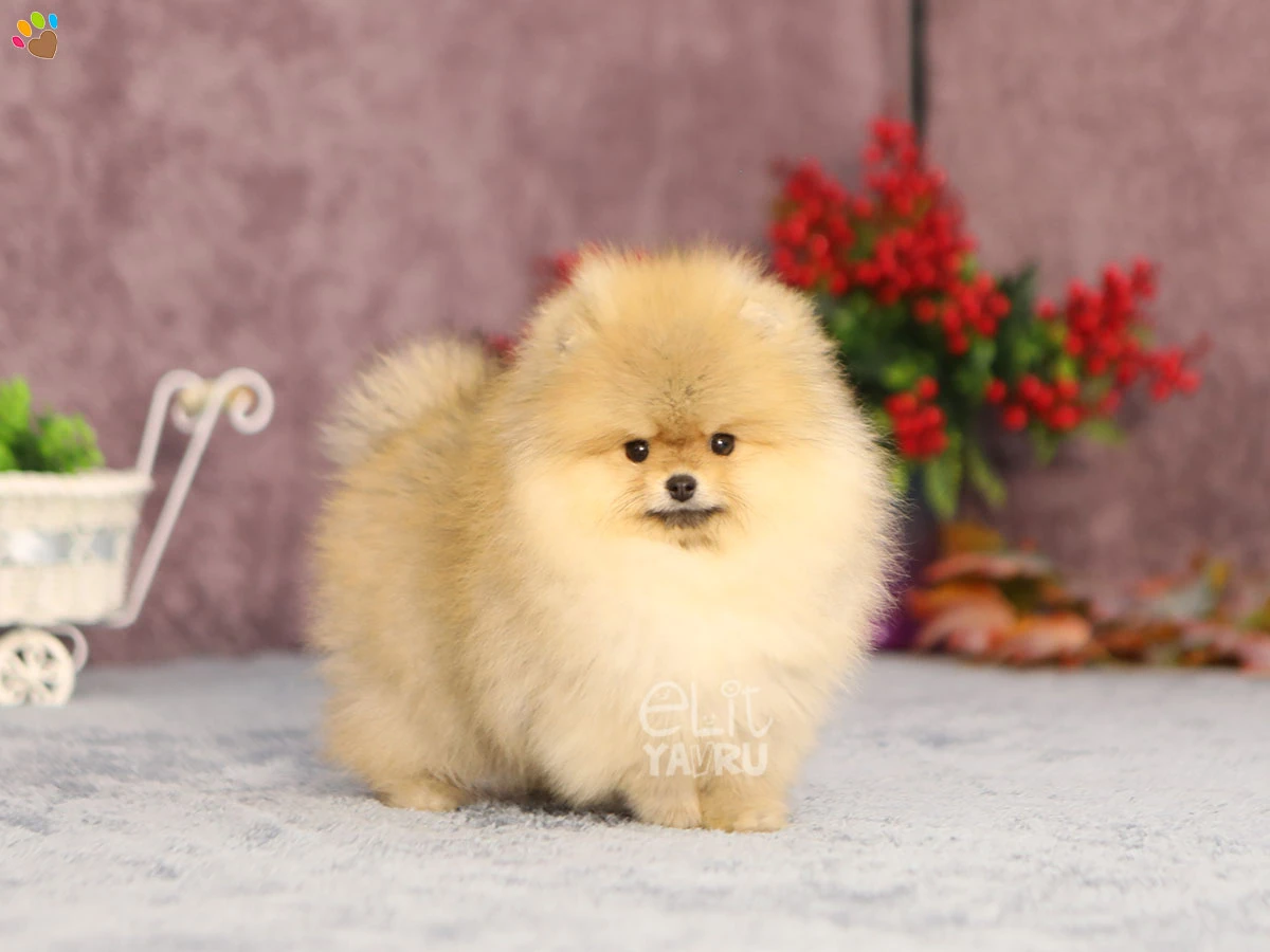 Pomeranian Pickles