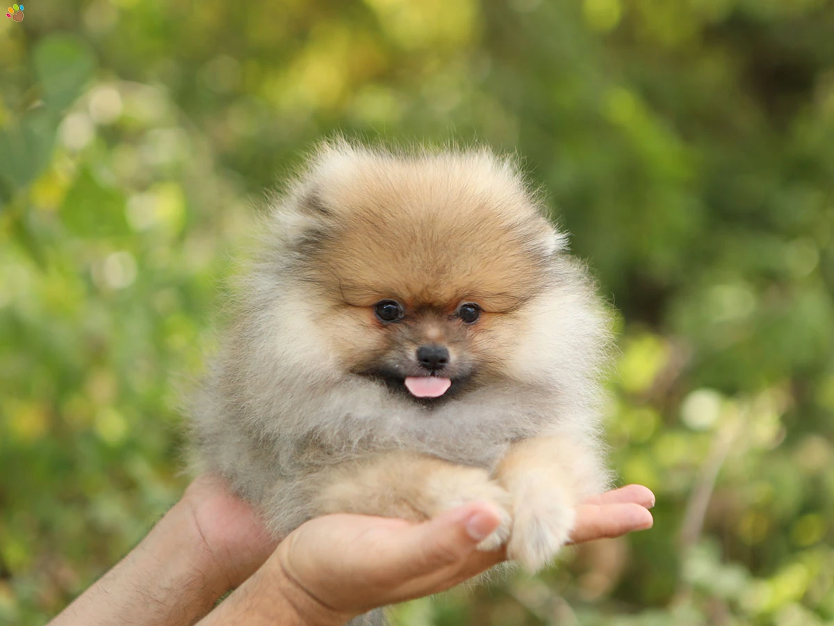 Pomeranian Pokey