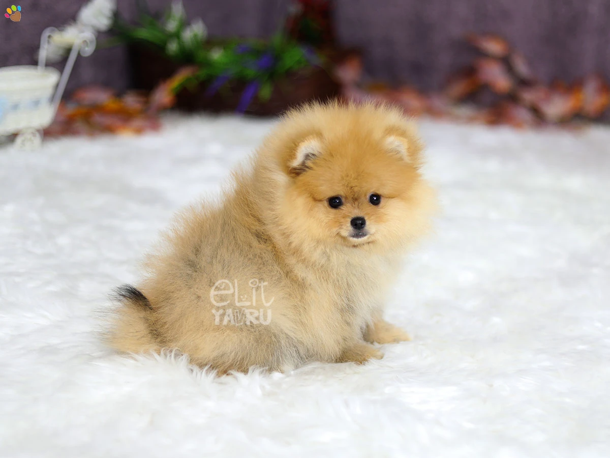 Pomeranian Polly 6