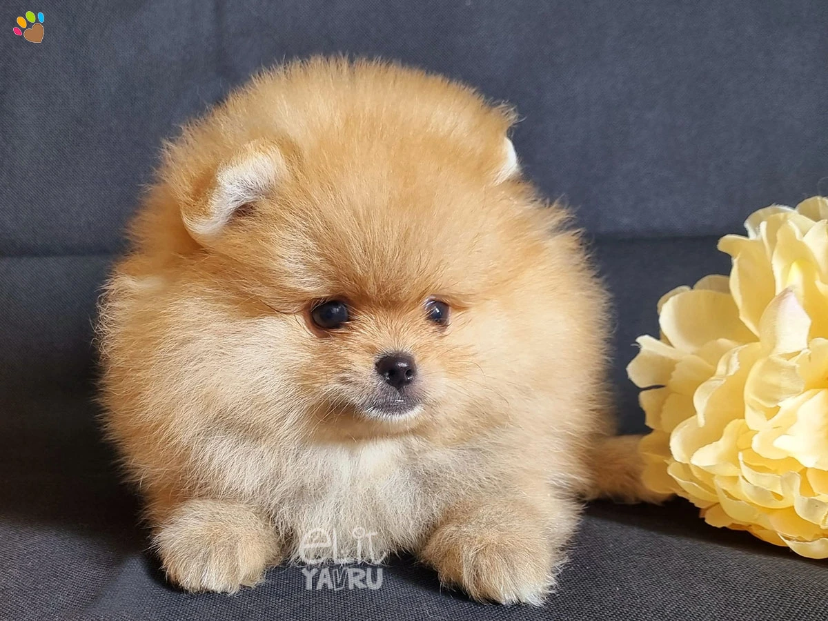 Pomeranian Polly 4