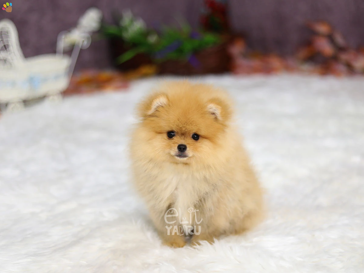 Pomeranian Polly 5