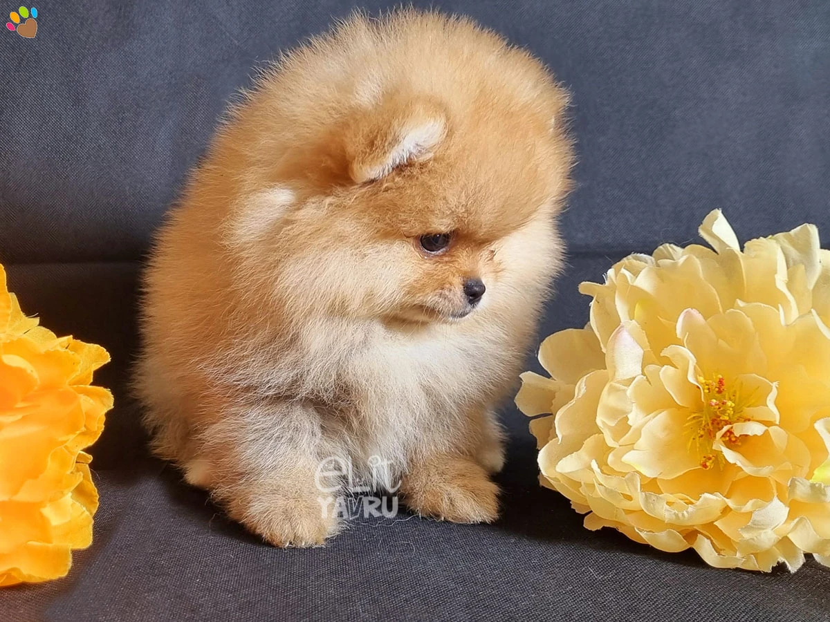 Pomeranian Polly 3