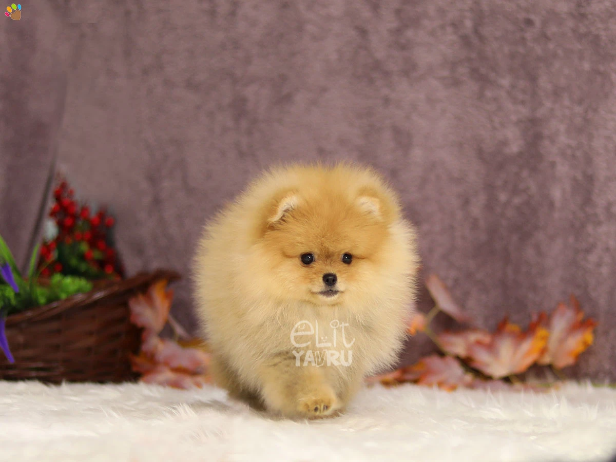 Pomeranian Polly 4