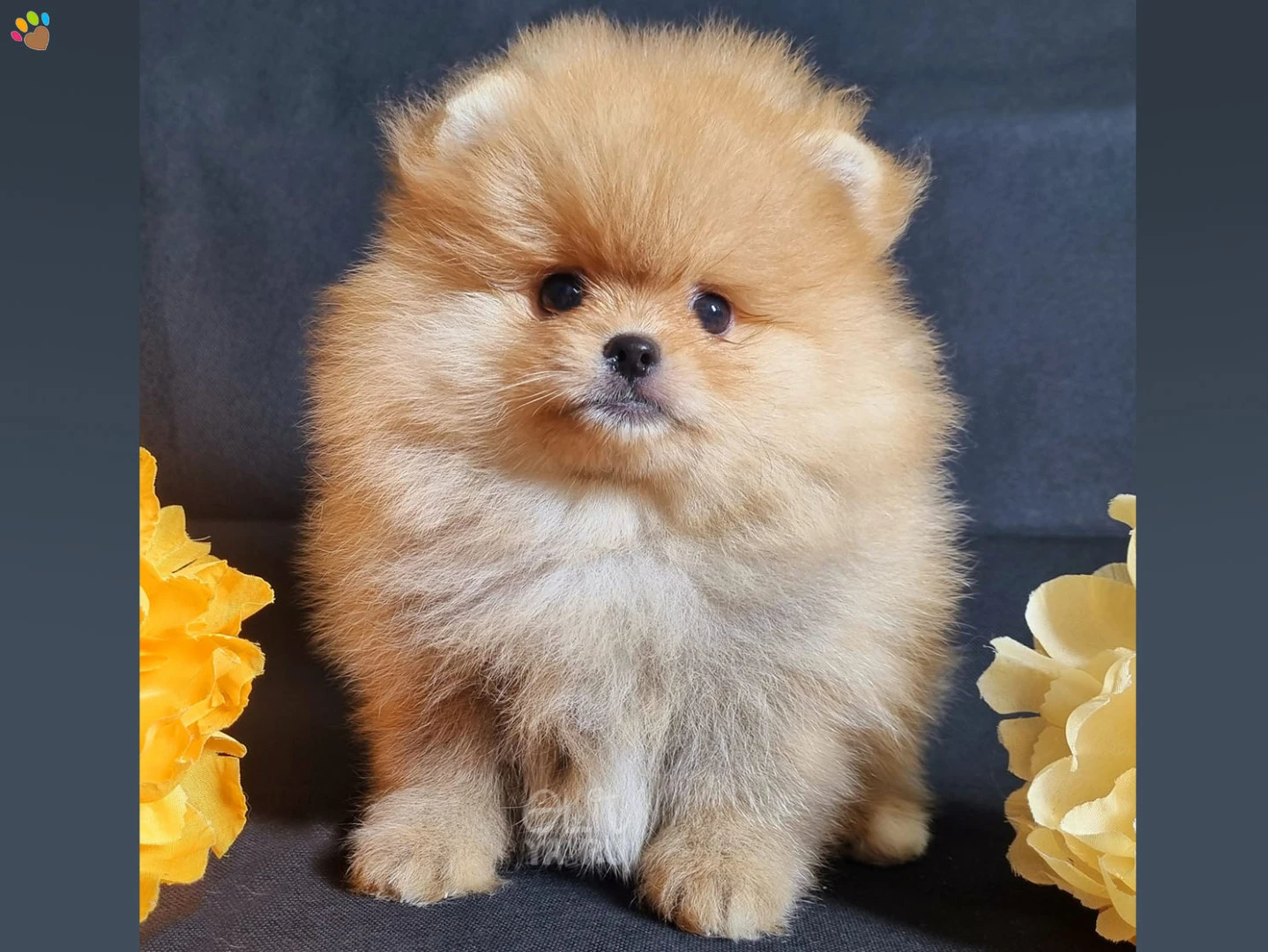 Pomeranian Polly