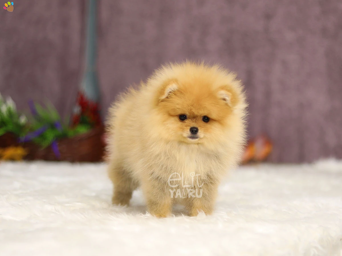 Pomeranian Polly 3