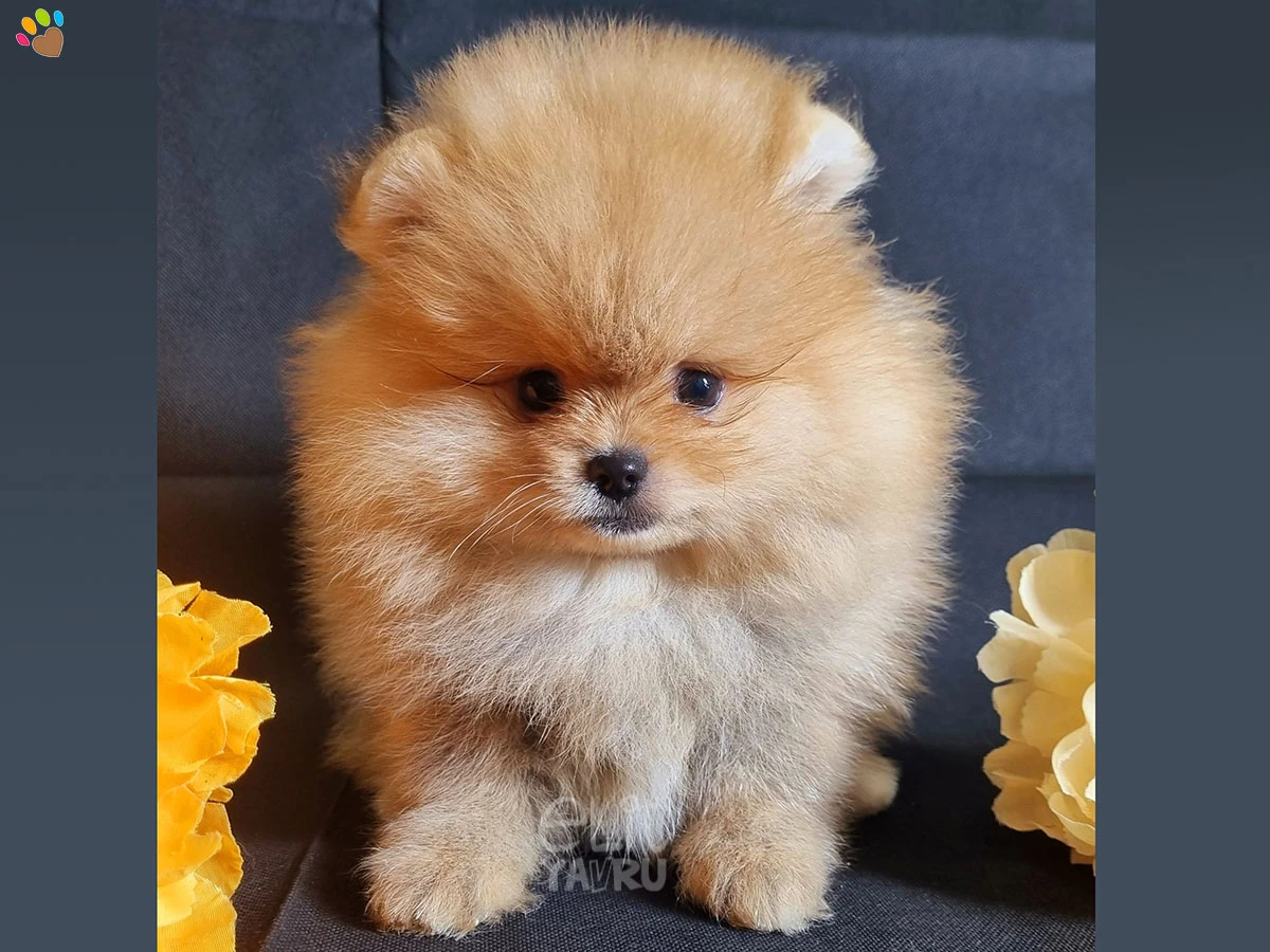 Pomeranian Polly 1