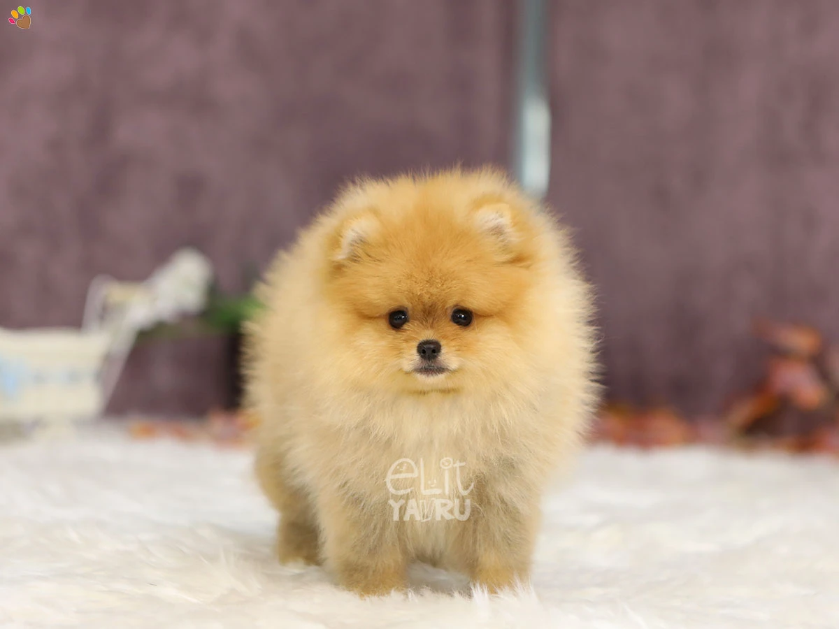 Pomeranian Polly