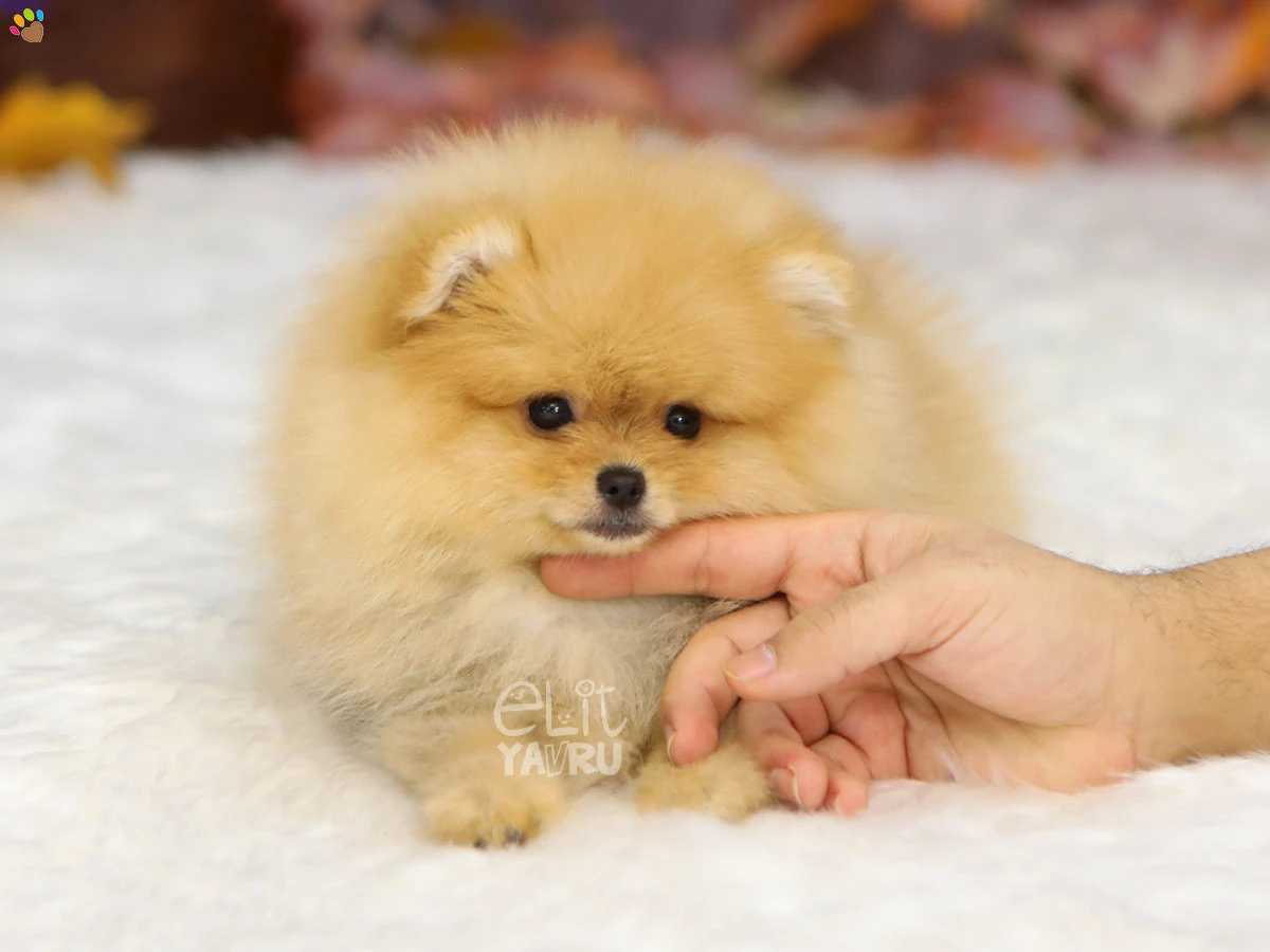 Pomeranian Polly 1