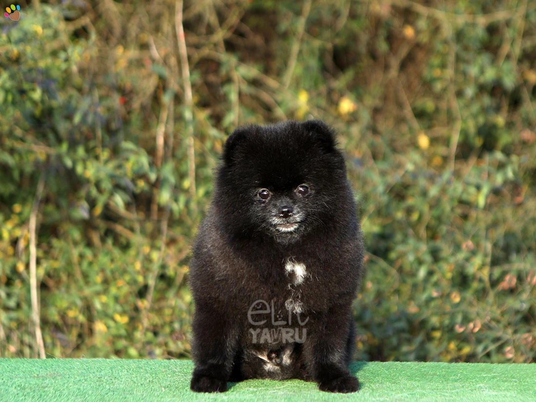 Pomeranian Puma