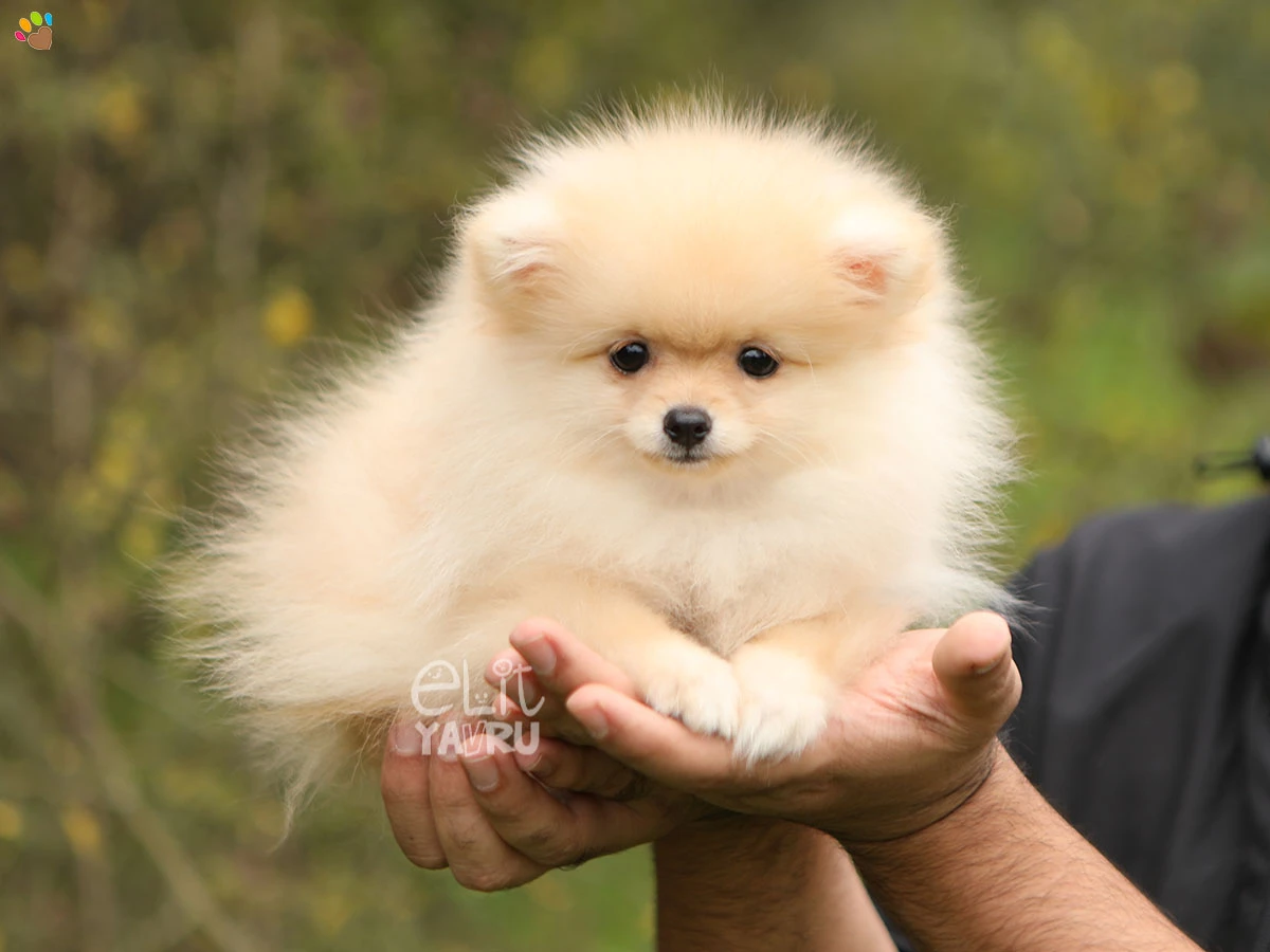 Pomeranian Punky